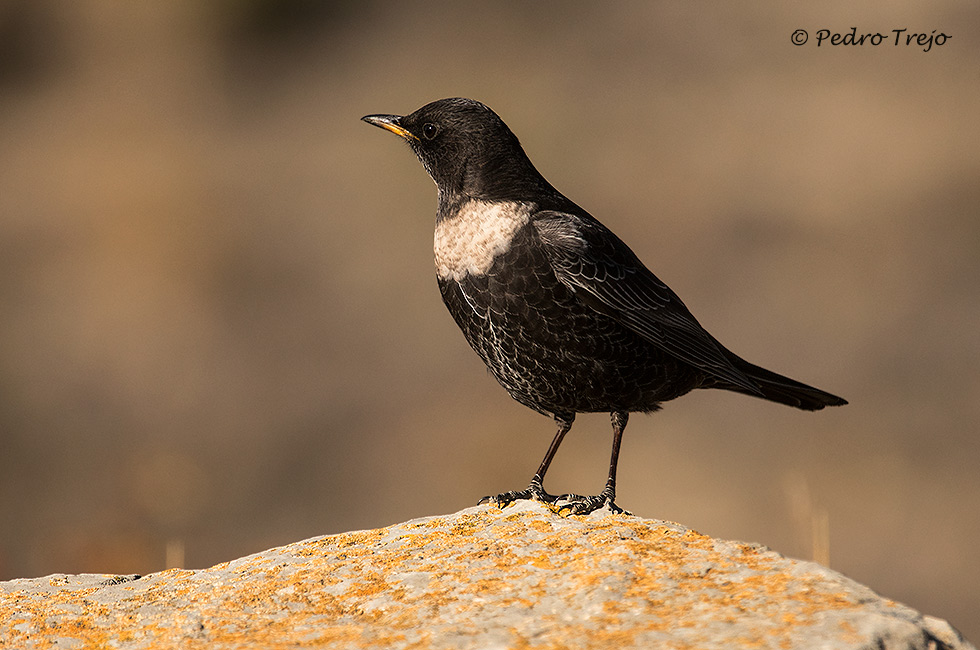 Mirlo capiblanco (Turdus torquatus)